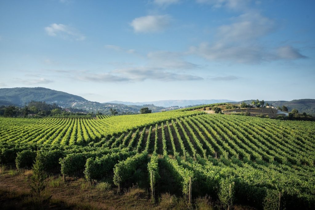 O terroir da Região dos Vinhos Verdes